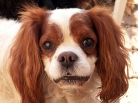 Grey Moravské lázně